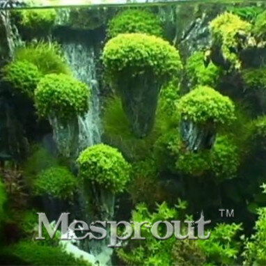 200 Moss Seeds Heirloom Flower Groundcover Seeds - "Irish Moss" Lush Green Carpet decoration aquarium decoration,free shipping