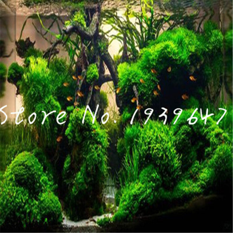1000 pçs/saco pellia quente java aquatic tanque de peixes bonsai para peixes vivos musgo samambaia aquário planta paisagem decoração ornamento grama
