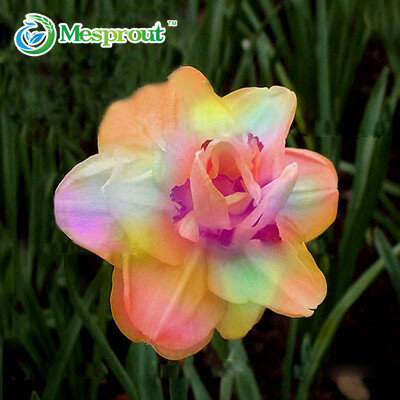 100 шт. красивые Нарцисс цветок балкон растения Нарцисс семена поглощение излучения Нарцисс tazetta семена