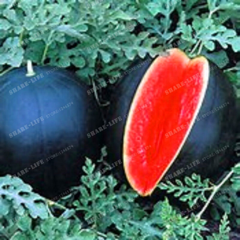 30 PCS Giant Watermelon Seeds Rare Black Tyrant King Super Sweet Watermelon Organic Fruit Seeds Plant For Home Garden