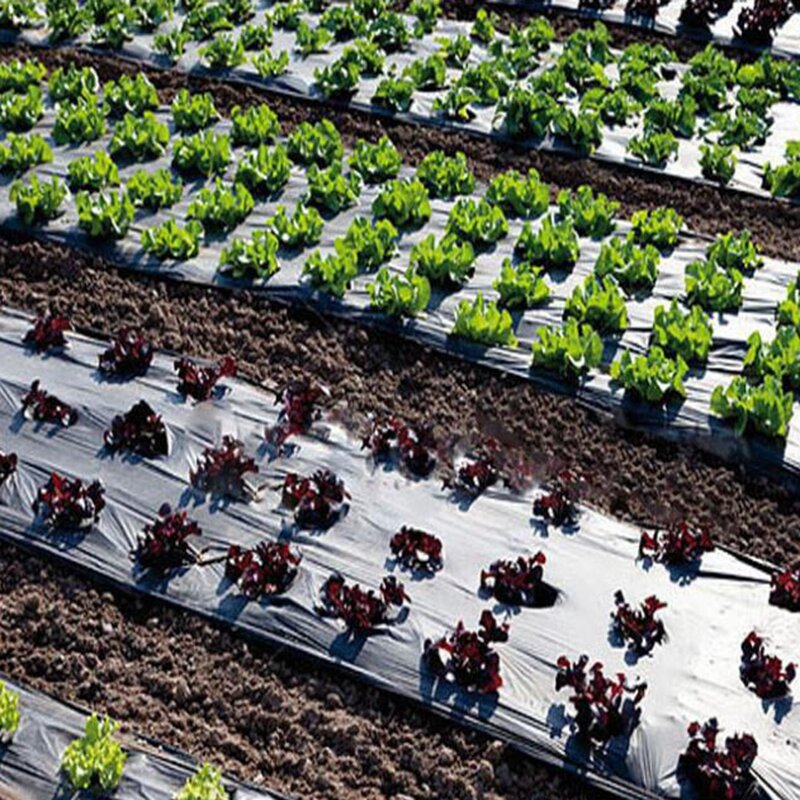 농업 야채 식물 커버, 검은 성장 필름, 온실 보온 유지, 잔디 방지 플라스틱 멀치 필름, 5 ~ 50m, 5 홀