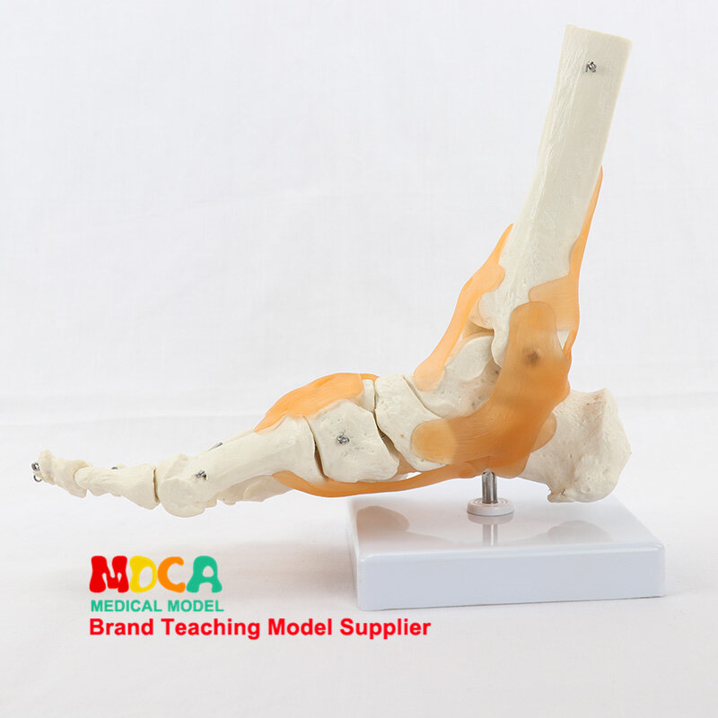 Mắt cá chân mô hình doanh, xương bàn chân dây chằng mô hình, con người xương và xương giảng dạy, MJG004
