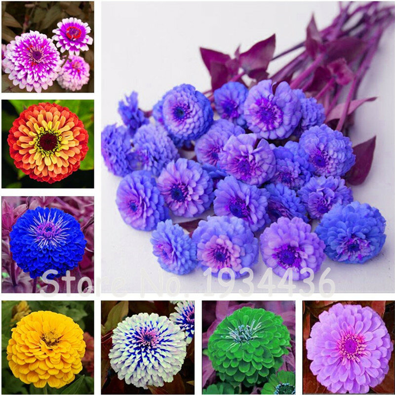 Promotion! 100 Pcs Exotic Zinnia 100% Genuine Pretty Pastel Mixed Flower Perennial Spring Flowering Plants Home Garden Potted
