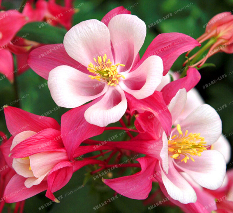 Много 100 шт. смешанные Аквилегия (Коломбина) Семена Длинные сезон цветения, hardy цветок красивый DIY домашний сад бесплатная доставка