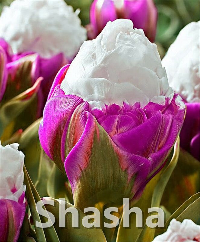 200 шт Духи тюльпан бонсай высоком Класс бонсай из цветов Самые красивые и красочные растение тюльпаны вечный домашний сад украшения