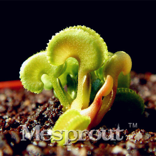 100 шт./упак. мини Dionaea Muscipula семена Dionaea Muscipula гигант Клип Венера мухоловка Семена Хищные растения Бесплатная доставка