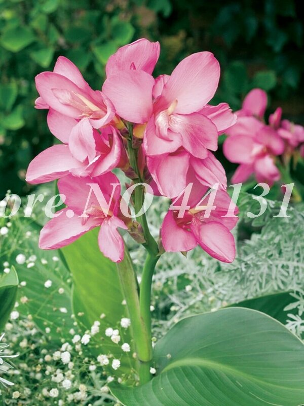 50 unids/bolsa de Canna Lily Bonsai bricolaje plantas de interior y al aire libre colores mezclados flor flores de jardín Planta fácil crecer