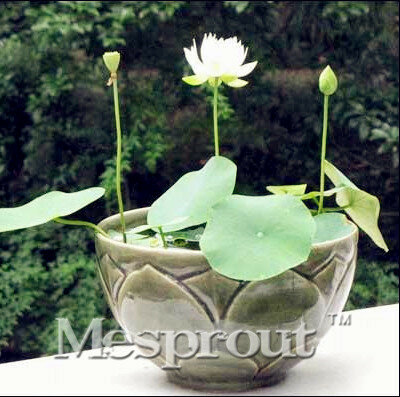 10 stücke Mini Schüssel Lotus Bonsai Hydrokultur Pflanzen Aquatische Pflanzen Blumentopf Wasser Lilie Samen Bonsai Garten Pflanzen Kostenloser Versand