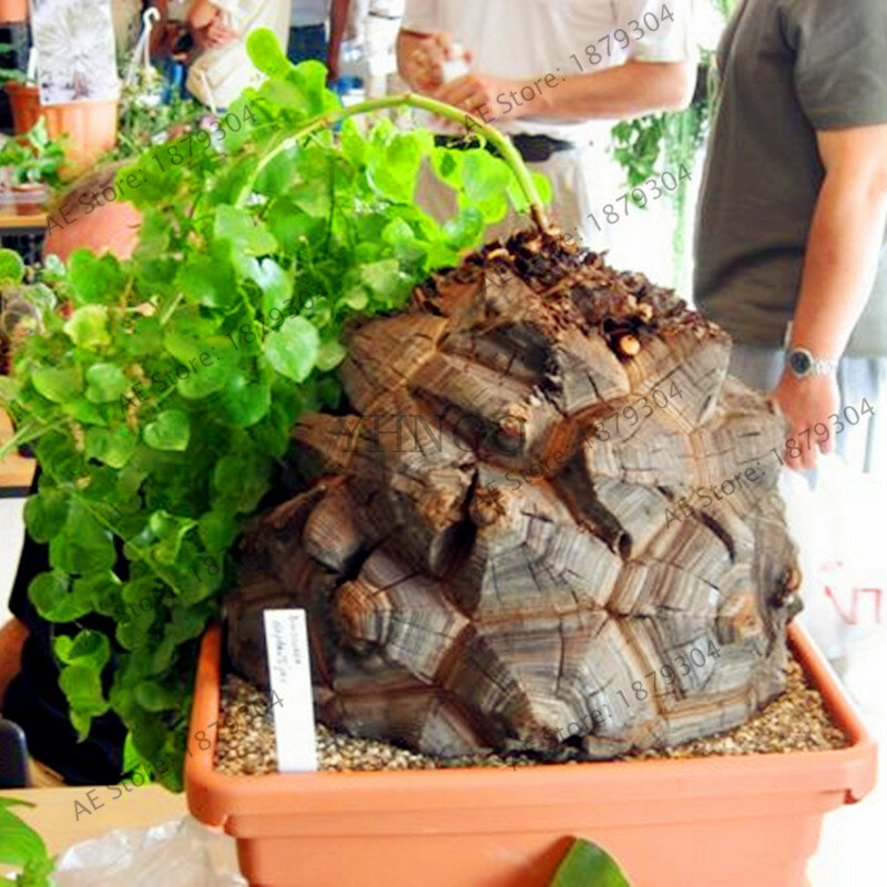 2 pièces/sac dos de tortue, pied d'éléphant, fleurs de pain de hottentots (Dioscorea elephantipes) bonsaï plante maison jardin