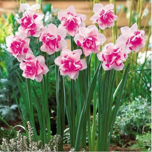 100 Narciso Narciso Plantas Aquáticas Seedss Pétalas Duplas pçs/saco Ornamentais Em Vasos de Mudas De Flores Bonsai DIY Planta de Jardim
