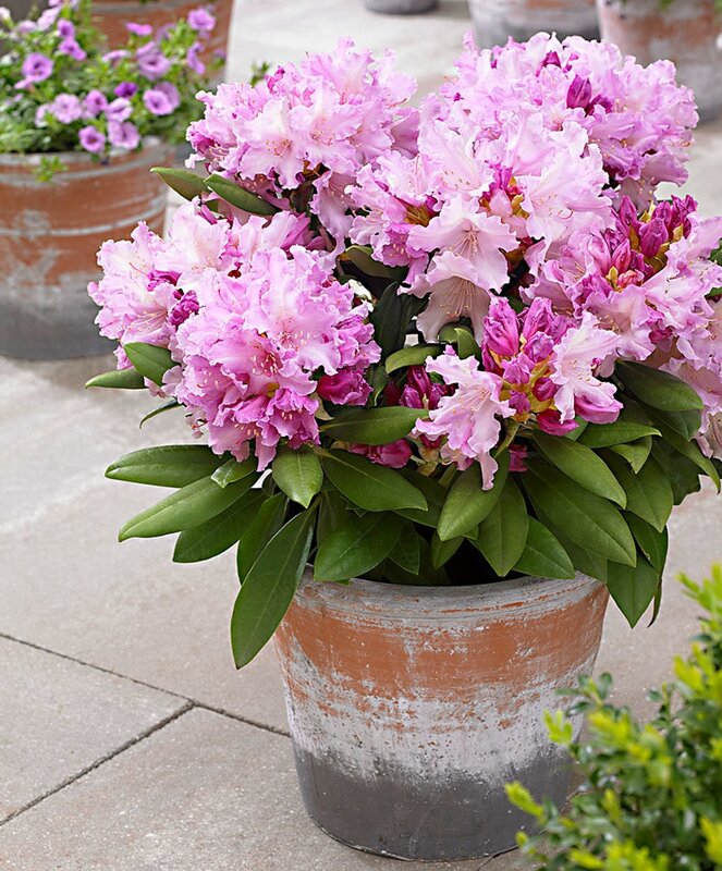 Vendas! 200 pçs/saco raro rhododendron azalea bonsai parece sakura japonês cerejeira flores vaso de flores para a decoração do jardim