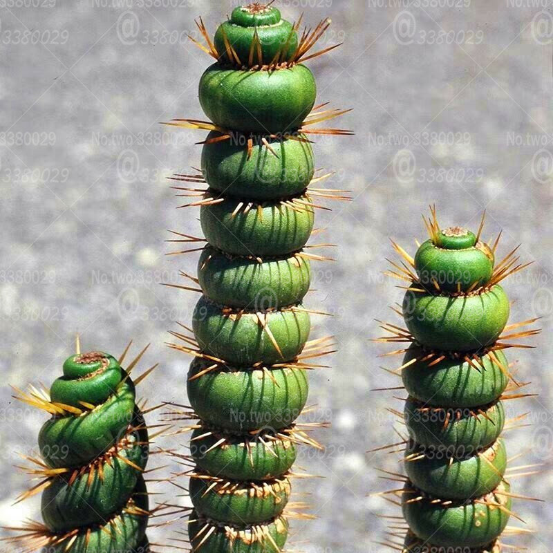 100 pièces rare cactus vraie plante succulente spirale verte drôle bonsaï fleurs plantes pour bricolage maison jardin plantes en pot facile à cultiver