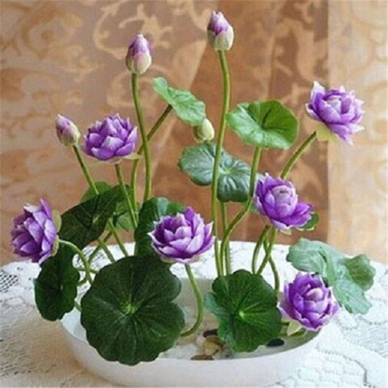 5 pièces japon bol fleur de lotus exotique nénuphar plantes hydroponiques aquatiques, fleur Rare bonsaï plante pour maison jardin bricolage plante