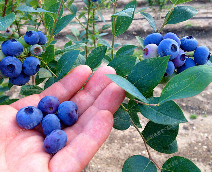 200pcs 100% Genuine Fresh Rare Lonicera Caerulea Fruit Seeds Chinese Blueberry Delicious Fruit Seeds For Home Garden Planting