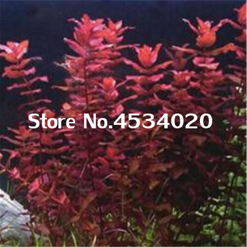1000 piezas raras acuario plantador Java Moss hierba bonsai Raros regalos plantas Aquario pescado tanque acuático para casa jardín decoración