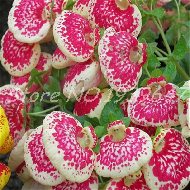 100 piezas Calceolaria Bonsai Dicentra espectabilis flor rara en el jardín del hogar bricolaje Bonsai hermosas plantas al aire libre fácil plantación