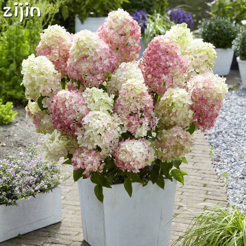 20 pièces hortensia Paniculata vanille Fraise Fraise hortensia bonsaï fleur en pot plante pour maison jardin