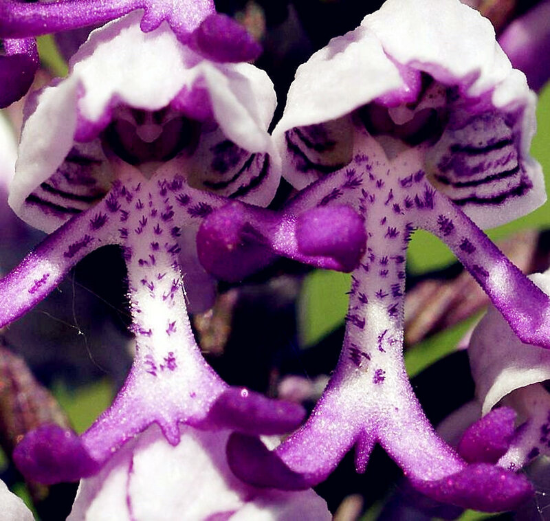Exotic plants Orchis italica seeds 100PCS Pyramid monkey orchid Italian man orchid Home Garden Bonsai Balcony DIY Free shipping