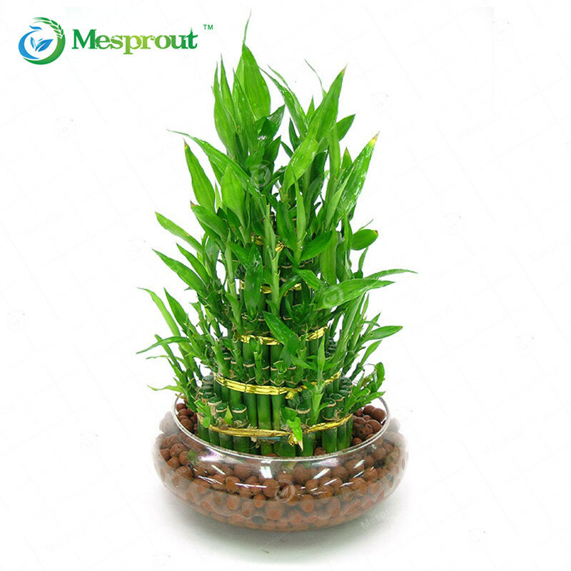 30PCS Lucky Bamboo  6 Kinds Can be Choose Potted Seeds Variety Complete Dracaena Seeds the Budding Rate 95%