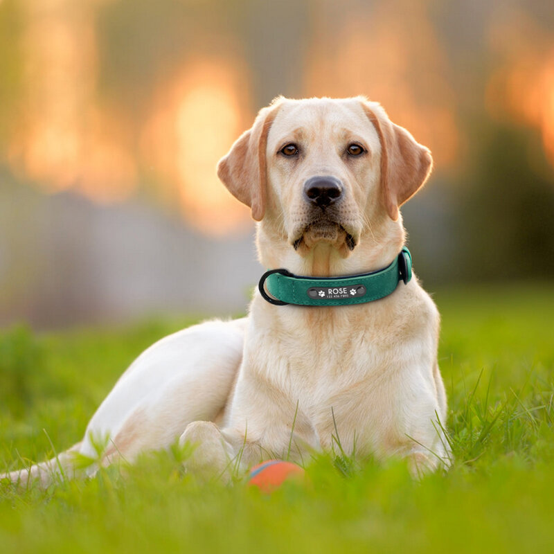 Collar de cuero personalizado para perro, correa con identificación de nombre, para mascotas pequeñas, grandes, medianas, pitbull, bulldog, beagle