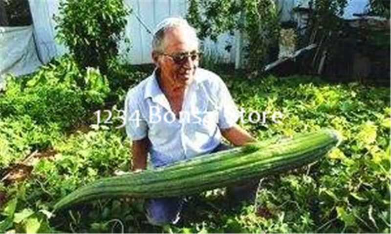 100 Pcs Giant Cucumber bonsai Japanese Mini Cucumber Fruit and Vegetable plant Organic Non-GMO plant for Home Garden Planting