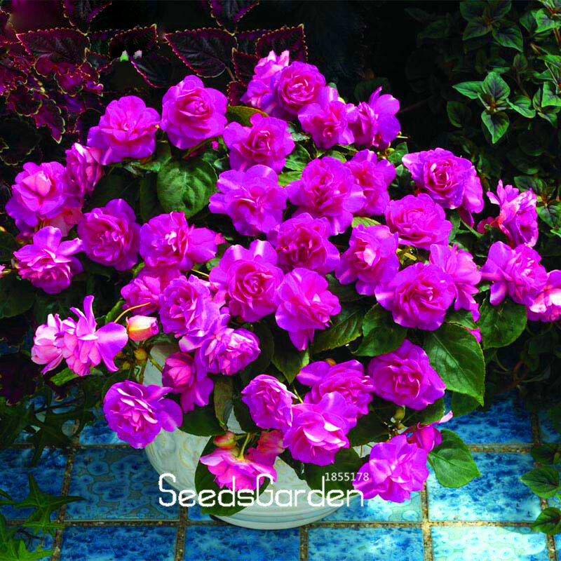 Promotion! 30PCS/Lot Elegant Purple Univalve Geranium Bonsai Perennial Flower Plants Pelargonium Peltatum for Indoor Rooms,#2TO