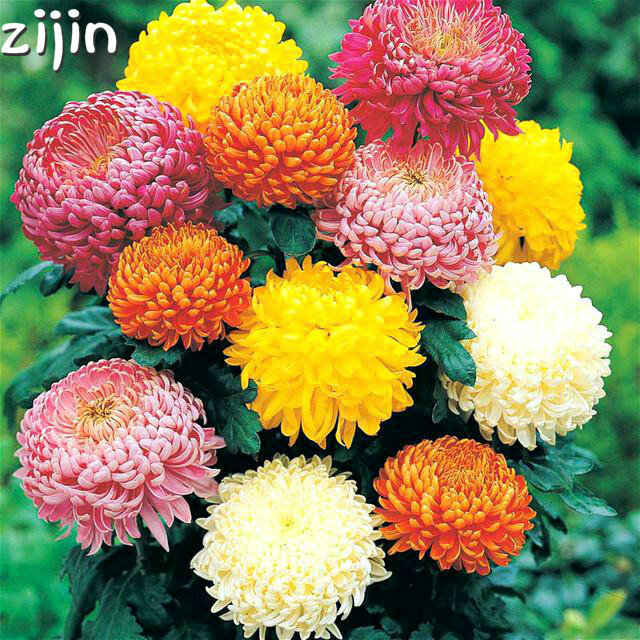 Hot Sale!100pcs Ground-cover chrysanthemum garden chrysanthemum perennial bonsai flower flores daisy potted plant for home