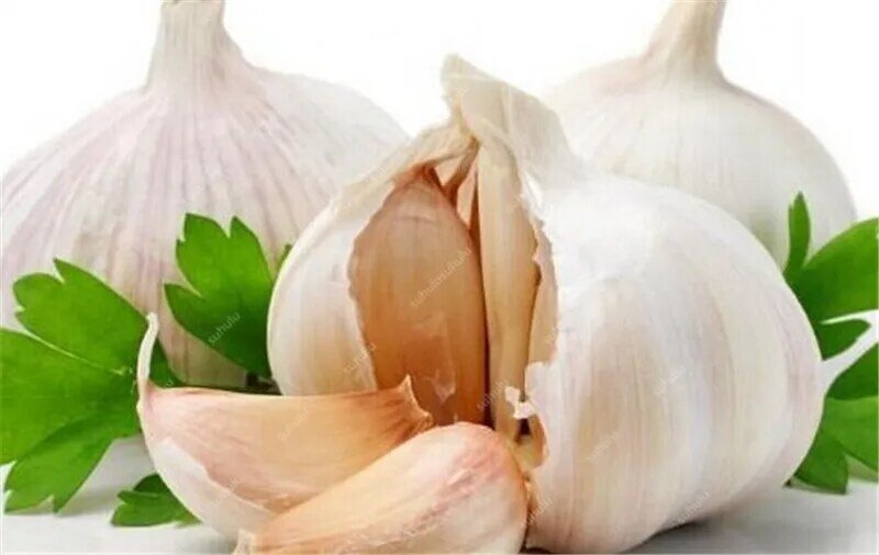 200 pcs Multi-petals Garlic Bonsai, Red And Healthy Plant Onion Garlics Vegetable Bonsai Very Easy Grow Kitchen Seasoning Food