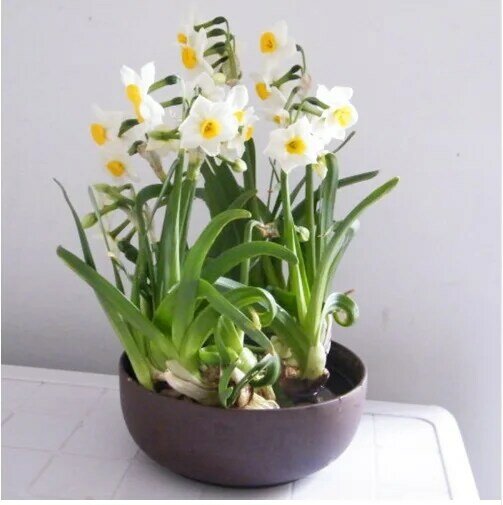 100 pcs/bag Narcissus Seedss Aquatic Plants Double Petals Daffodil Bonsai Flower Seedling DIY Potted Ornamental Garden Plant