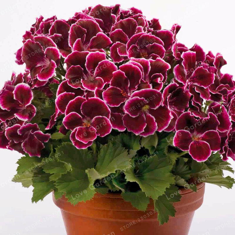 뜨거운 판매 100 개/가방/가방 여러 색상 제라늄 분재 다년생 꽃 식물 pelargonium, 실내 식물 아름다운 꽃 분재