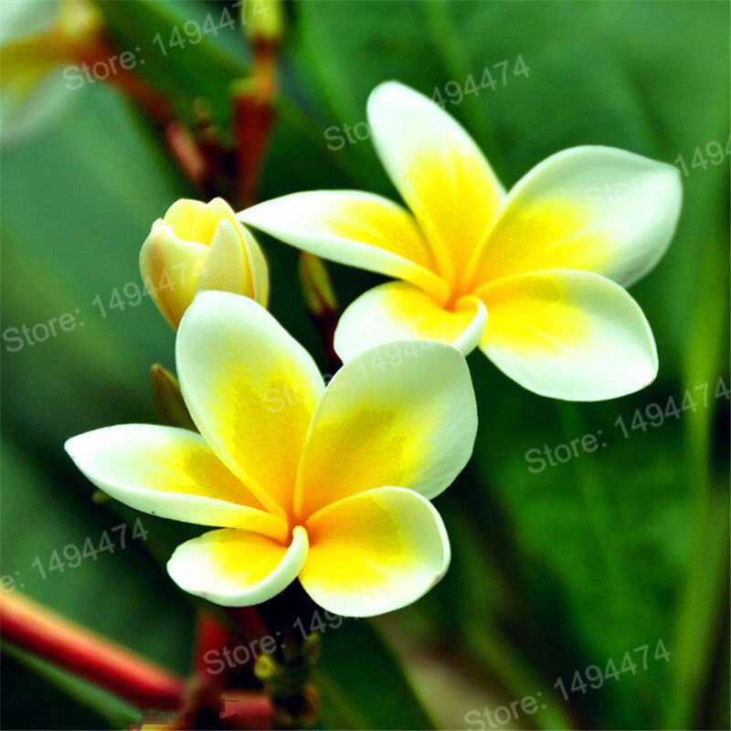 100 pçs casa jardim frangipani cor misturada plumeria rubra flor plantas decoração romance ovo flores bonsai planta casa jardim