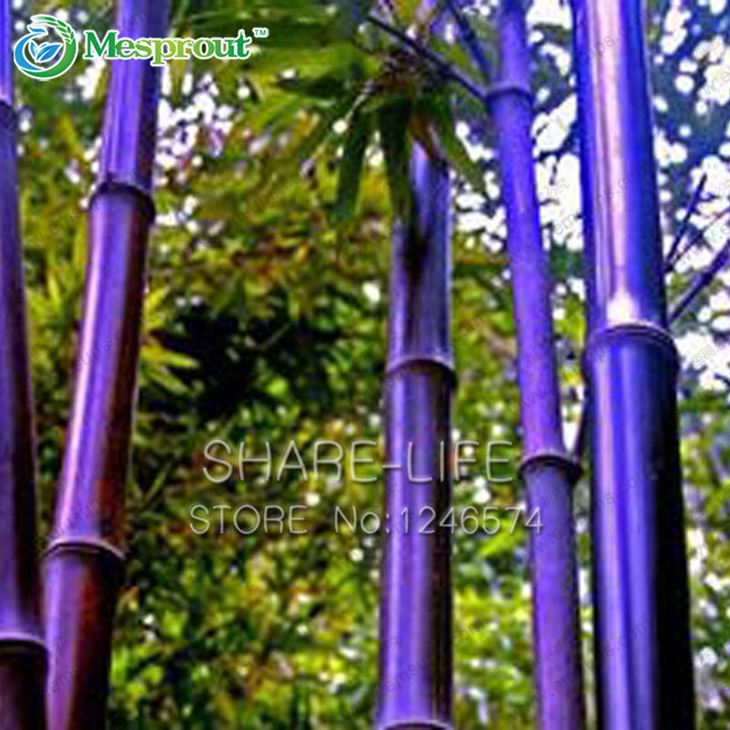 Редкие Фиолетовый Бамбук семена bambusa черного бамбука, семена посадили двор 30 шт.