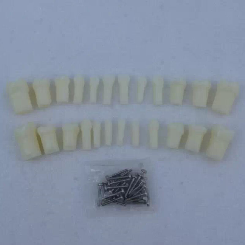 24 sztuk/zestaw zęby pierwotne z prostymi korzeniami Model dentystyczny do nauczania