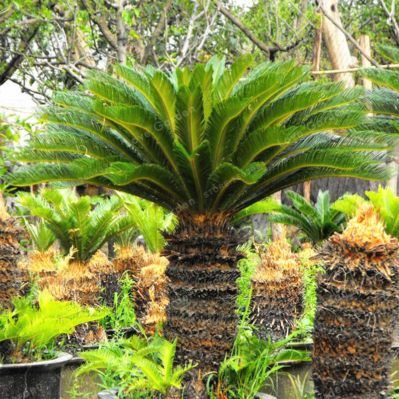 Cycas Bonsai Topf Balkon Pflanzen Tasche Vergossen Blume Bonsai Cycads Baum Für Home Garten Große Bonsai 1 Pcs topfpflanze