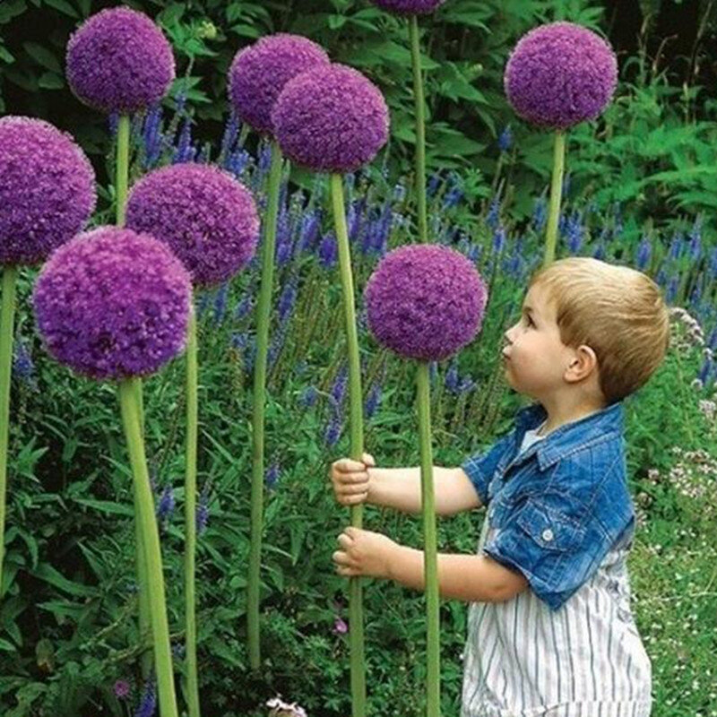 120 pcs/pack Purple Giant Allium Giganteum Beautiful Flower bonsai Garden Plant the budding rate 95% rare flower for kid