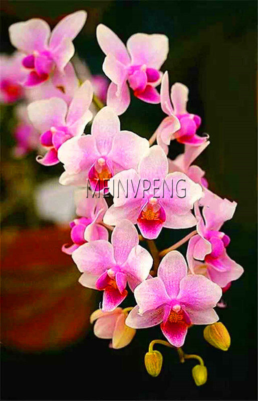 ¡Genuino! 100 piezas 20 colores raro cymbidio orquídea, Cymbidium africano Plantas, Phalaenopsis bonsái Flores, planta para casa ga