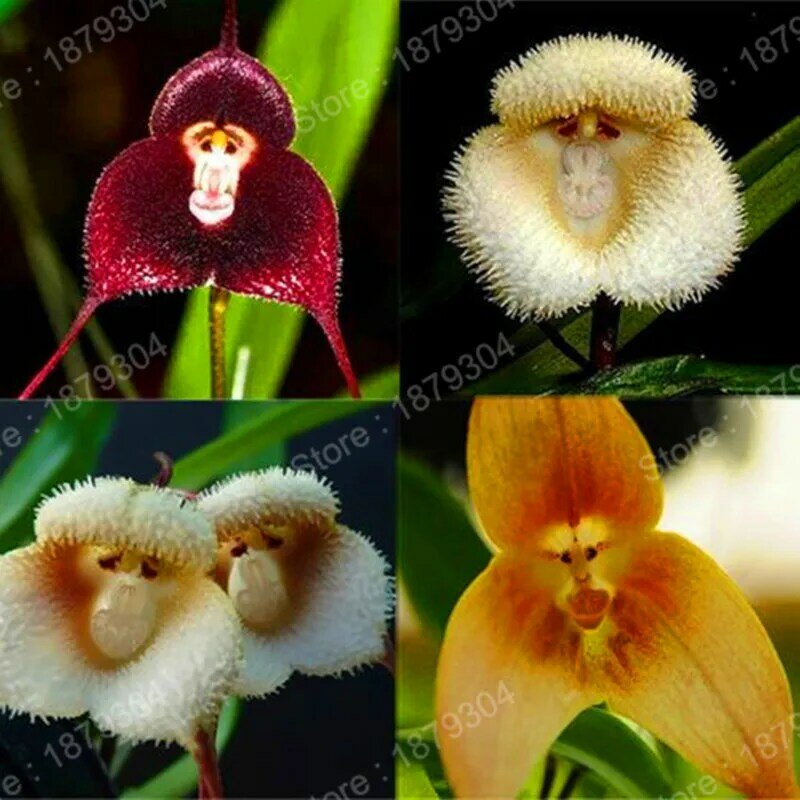200 pçs/saco orquídea rara flores, orquídea rara bonsai planta plantas macaco rosto flor planta crescimento natural bonsai para casa g