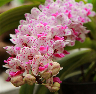 Grande vente! 100 pièces Rare Cymbidium orchidée plantes Cymbidiums africains Plantas Phalaenopsis bonsaï fleur pour la décoration de jardin à la maison