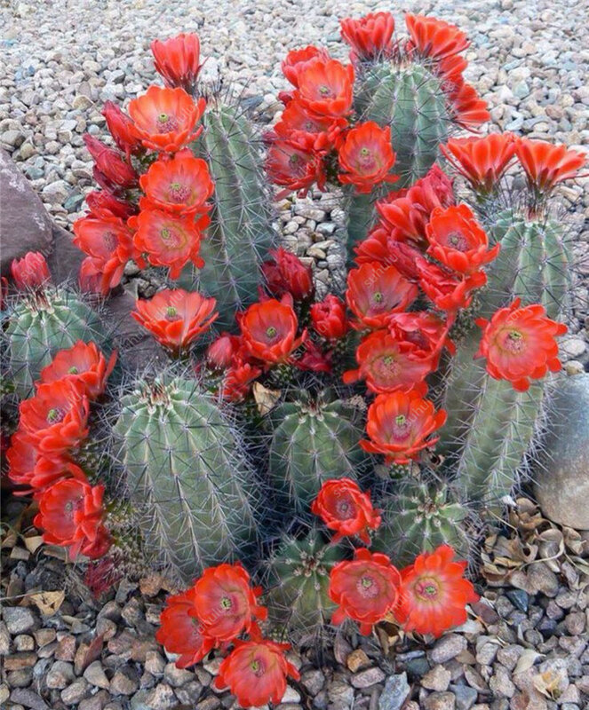 200 teile/beutel Gemischt Kaktus Bonsai Pflanzen Bunte Sukkulenten Blume Mehrjährige Pflanzen Topf für Home Garten Strahlung Absorption