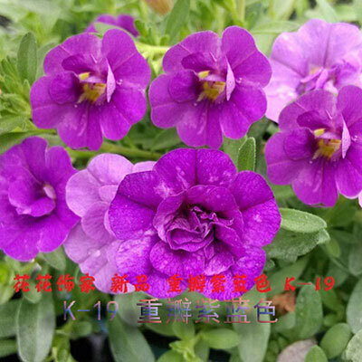 2018 nowa sprzedaż rośliny na zewnątrz bardzo łatwe Happy Farm wiosna ogród Petunia, petunia bonsai, kwiat bonsai Petunia-100 sztuk/partia