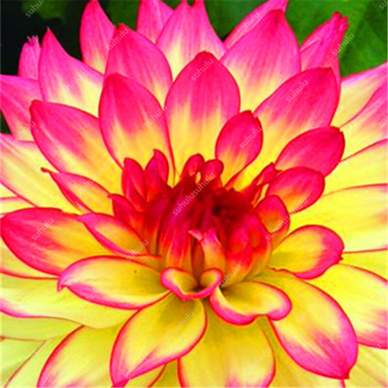100 pcs Mixed color Rainbow Dahlia Bonsai Chinese Indoor Bonsai Flower Plants 24 Colors To Choose For Home Garden Plantting