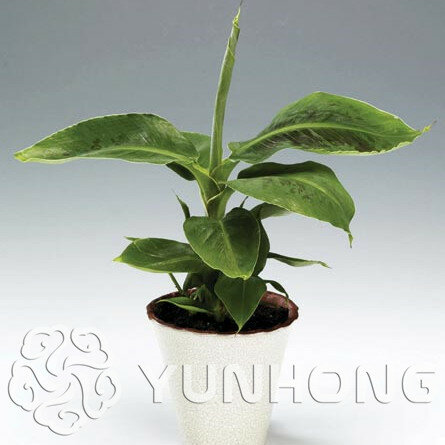 100/beutel Banane baum bonsai Obst pflanzen Rare Kleine Mini Hainan Chinesischen Banana anlage Musa Zwerg Basjoo Outdoor Garten * pflanzen