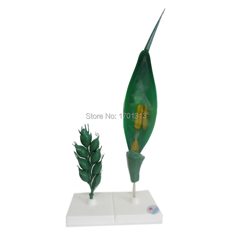 Ampliação de modelo de flor de trigo decoração especial de família estatuetas decorativas personalizadas