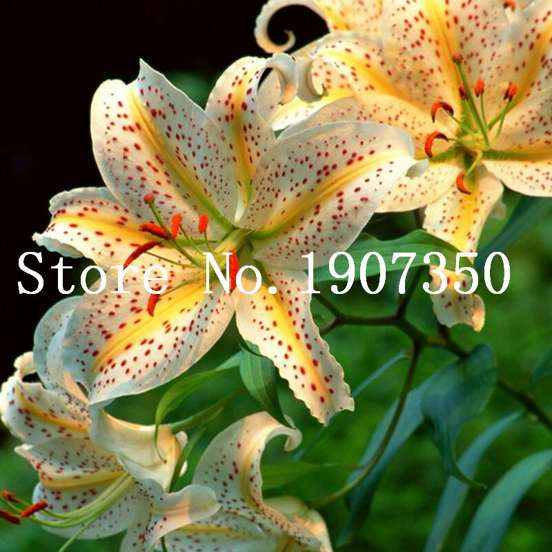 Schöne Große Bonsai Lilium Blume 200 stücke Bunte Lilie Bonsai Nicht Lily Bulbs Seltene Pflanzen Blumentopf Home Gartenarbeit DIY Blume