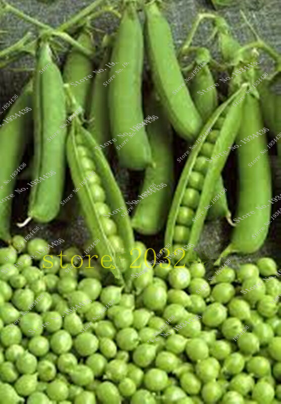 mini jardim 20 Pcs Bean Green Pea Alpha Russian Organic Heirloom Vegetable For Home Garden Planting Beautiful Bonsai
