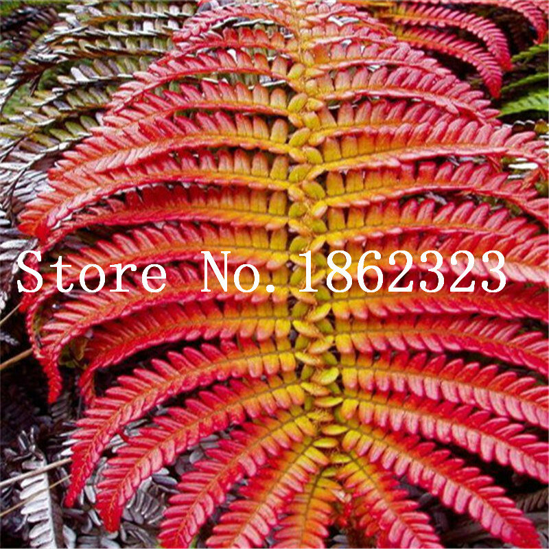 100 Uds. Bonsai de helecho colorido enredaderas raras hierba plantas de follaje mixto Bonsai planta exótica para macetas de flores gran oferta