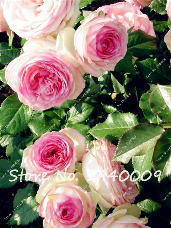 50 piezas de escalada rosas Flor de plántulas de Mix-color escalada plantas planta de flores chinas para plantar jardín mejor regalo para amante