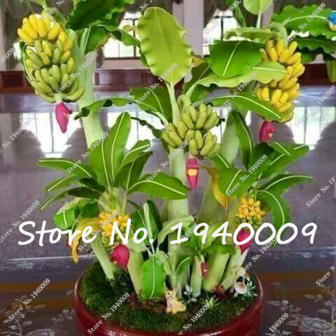 100pcs Banana bonsai,multi color dwarf fruit tree, Milk Taste,Outdoor Perennial Fruit tree flower bonsai Garden planting