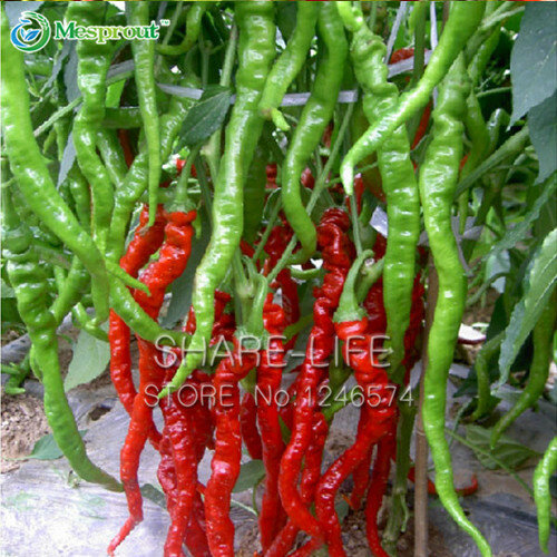Red Hot Chili Pepper Bonsai Organic Vegetable Garden Courtyard With Potted Plants Vegetable Bonsai Line Pepper 100 PCS