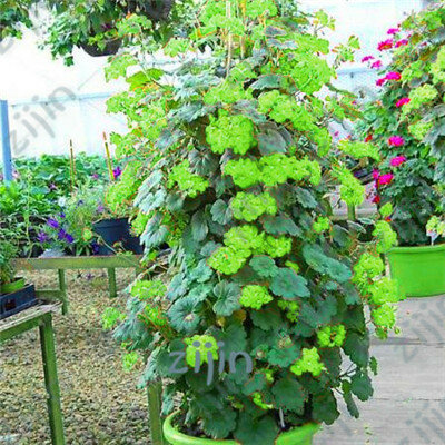 50pcs Bonsai climbing geranium Flower, Pelargonium Peltatum Geranium bonsai, courtyard & balcony outdoor plant for home garden